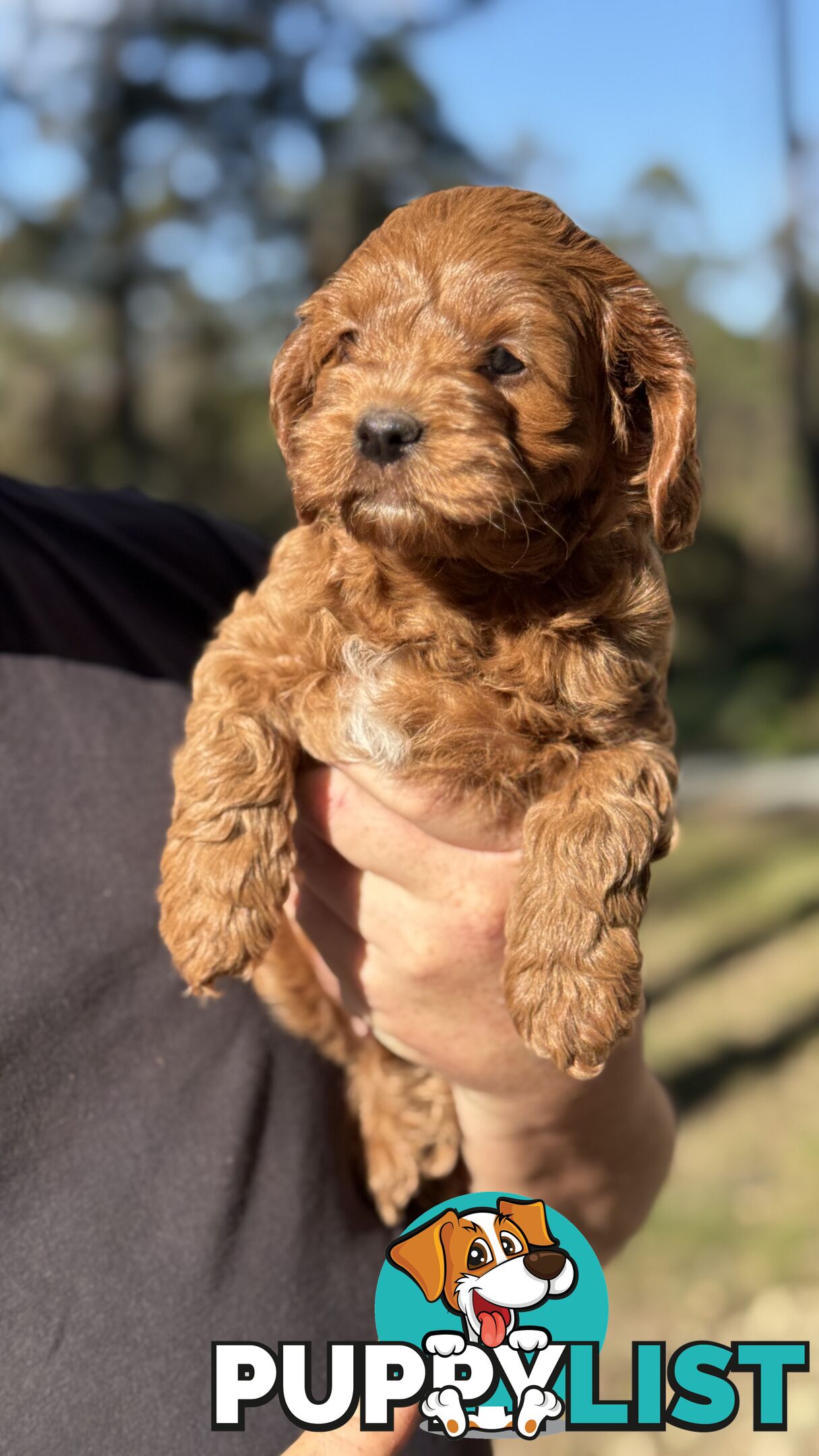 2 Boys & 2 Girls Cavoodle Pups