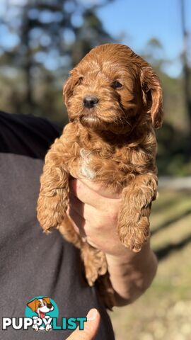 2 Boys & 2 Girls Cavoodle Pups