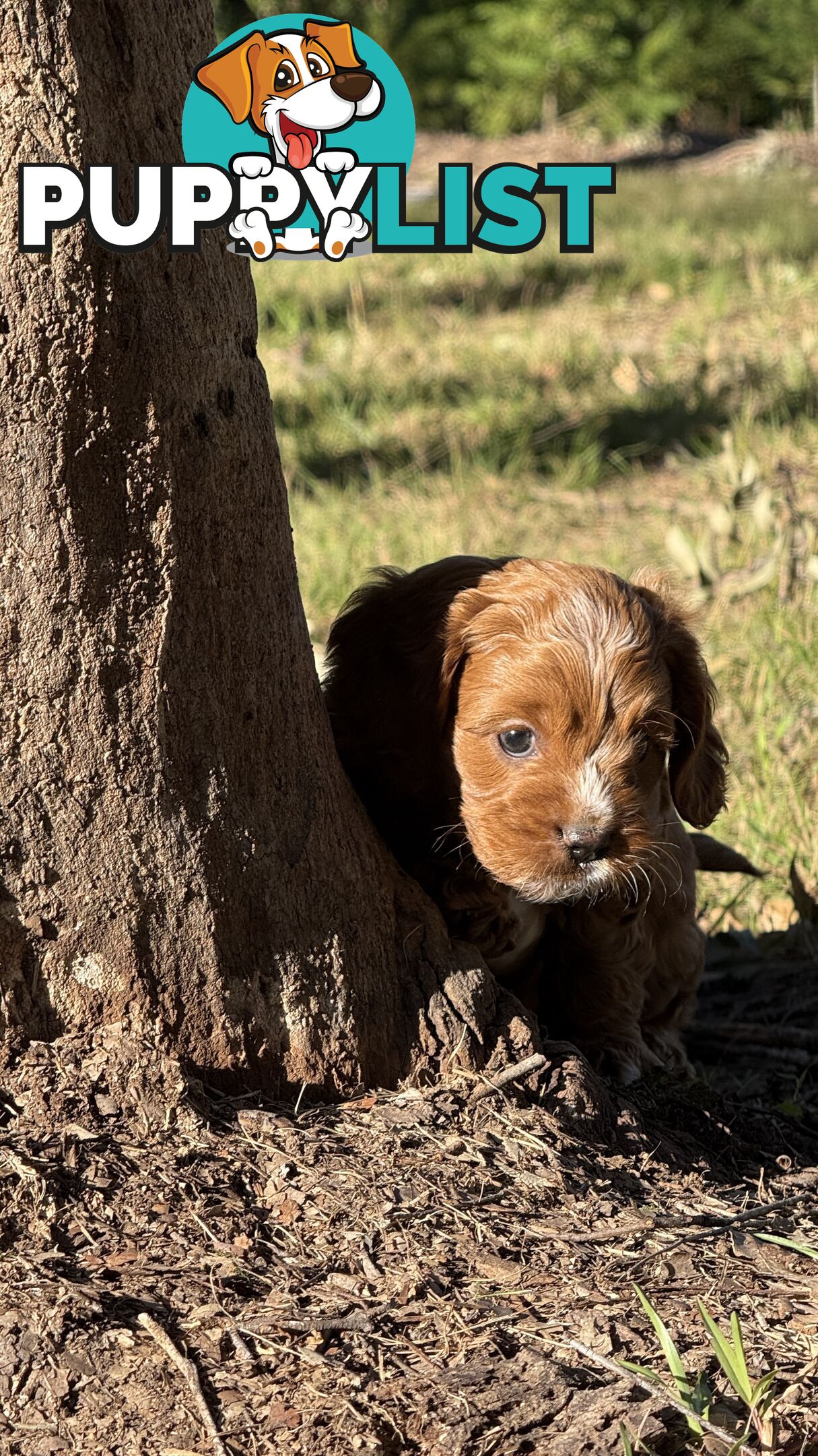 2 Boys & 2 Girls Cavoodle Pups