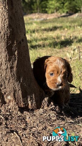 2 Boys & 2 Girls Cavoodle Pups