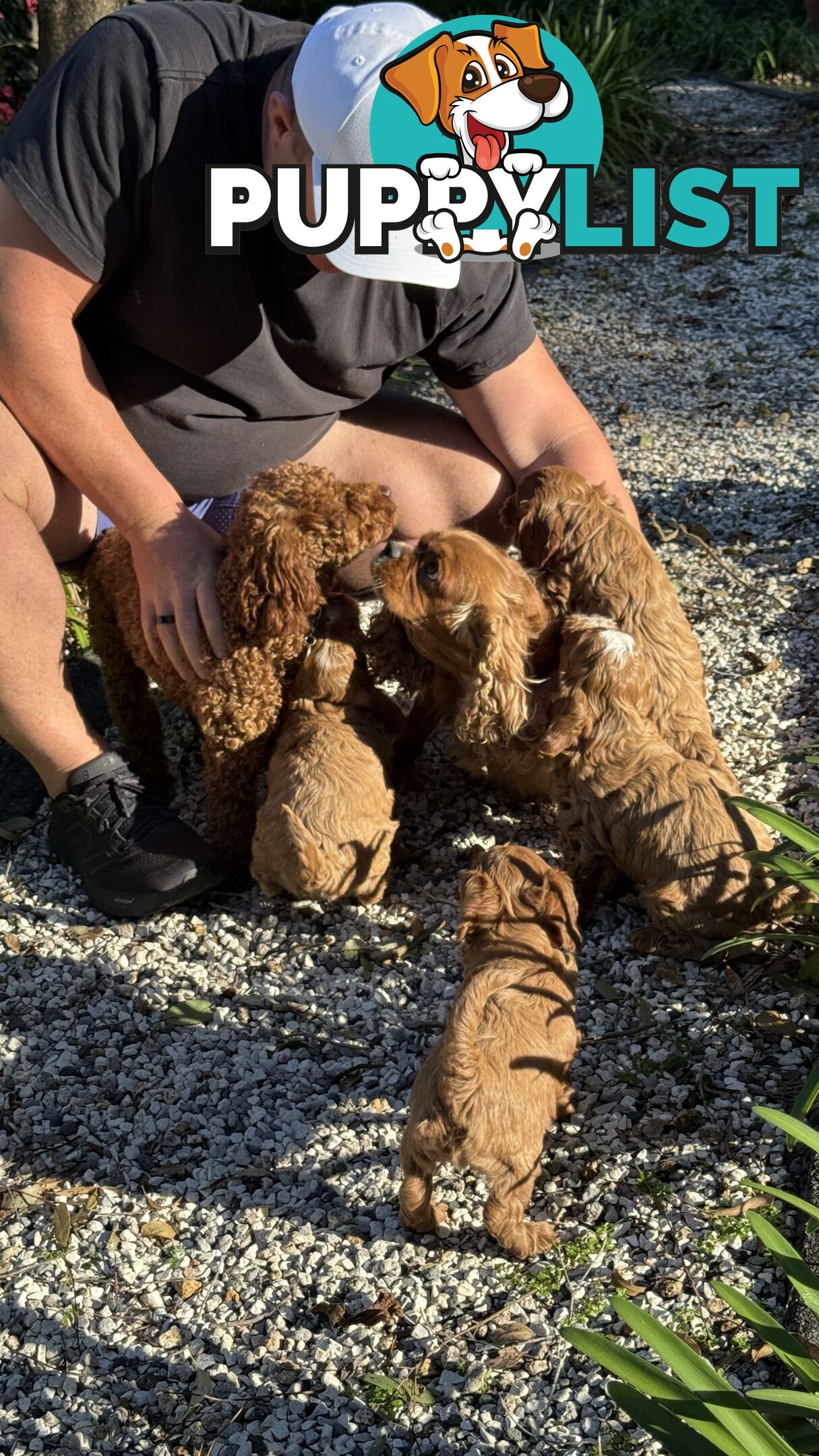 2 Boys & 2 Girls Cavoodle Pups