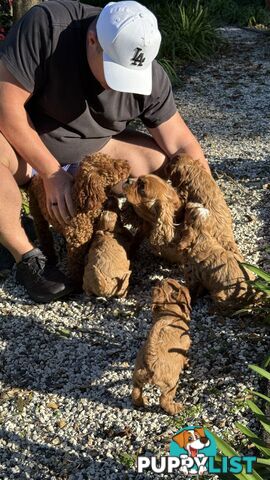 2 Boys &amp; 2 Girls Cavoodle Pups
