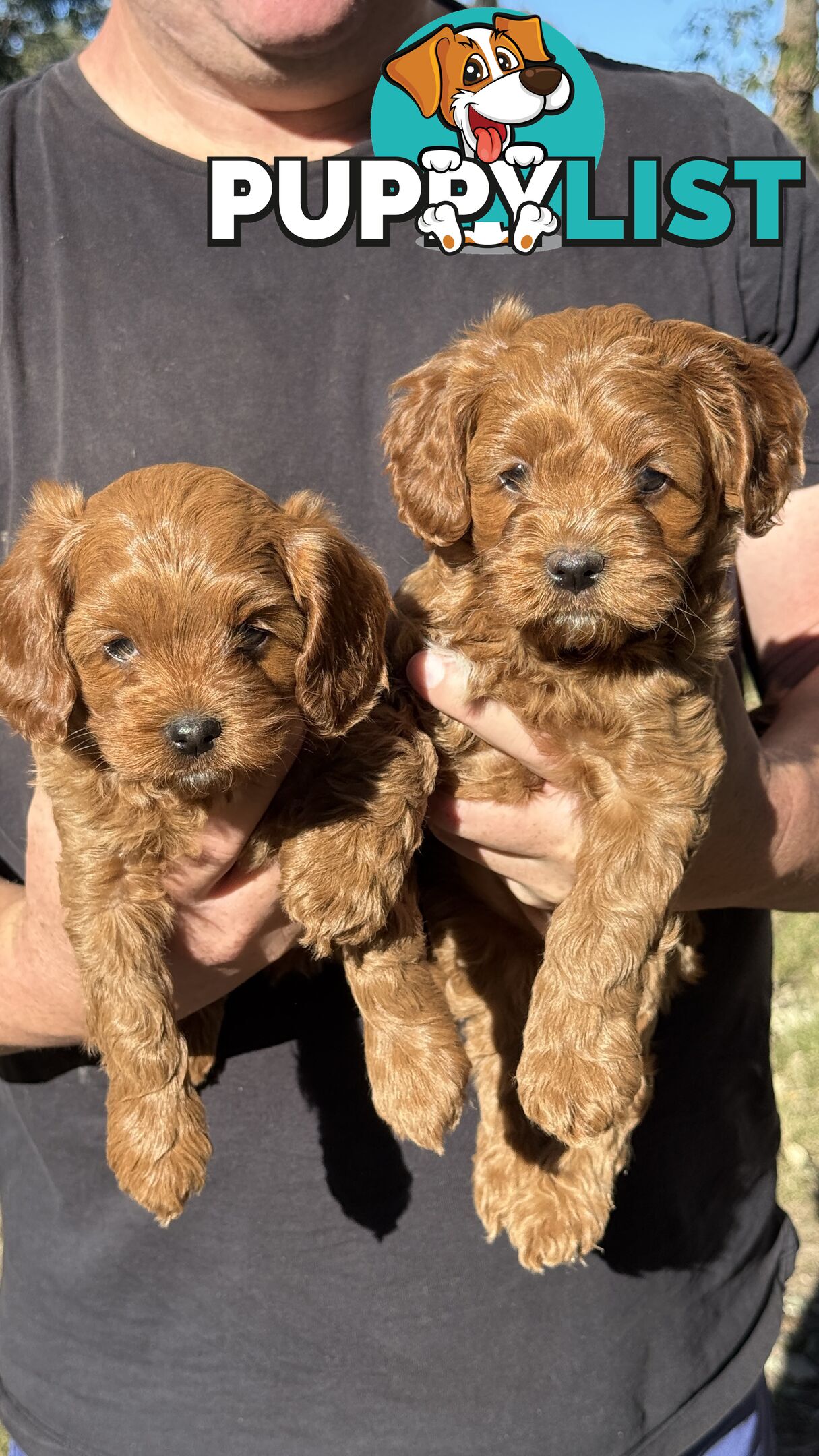 2 Boys & 2 Girls Cavoodle Pups