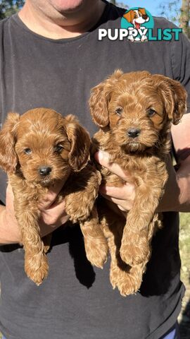 2 Boys & 2 Girls Cavoodle Pups