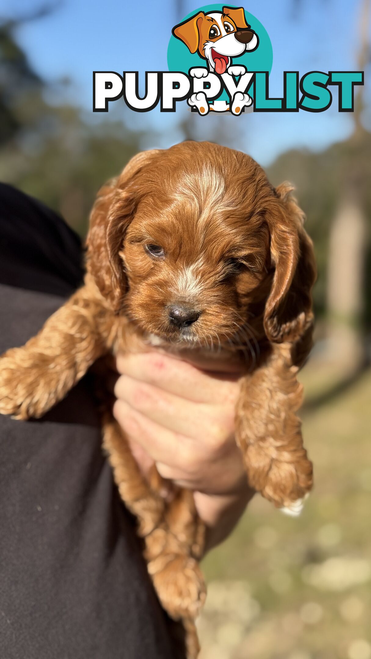 2 Boys & 2 Girls Cavoodle Pups