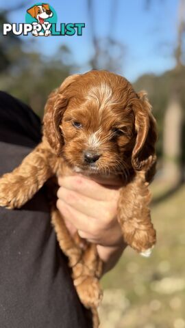 2 Boys & 2 Girls Cavoodle Pups