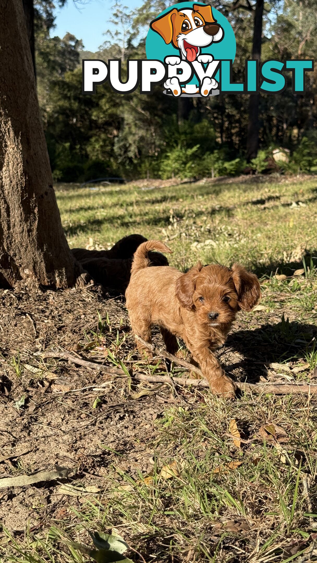 2 Boys & 2 Girls Cavoodle Pups