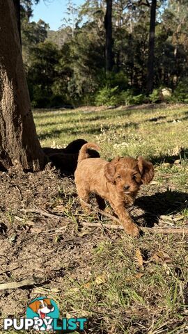 2 Boys & 2 Girls Cavoodle Pups