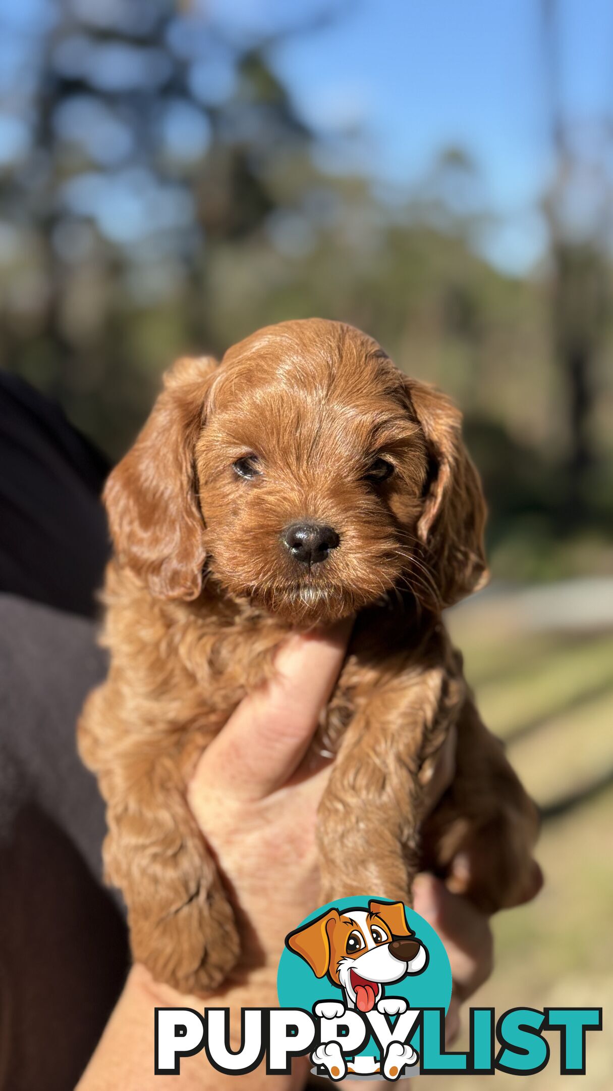 2 Boys & 2 Girls Cavoodle Pups