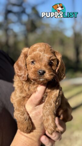 2 Boys & 2 Girls Cavoodle Pups