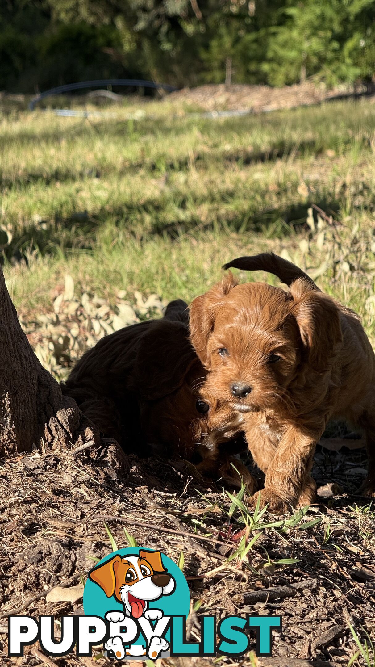2 Boys & 2 Girls Cavoodle Pups