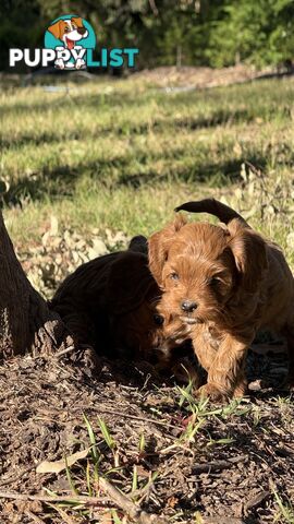 2 Boys & 2 Girls Cavoodle Pups