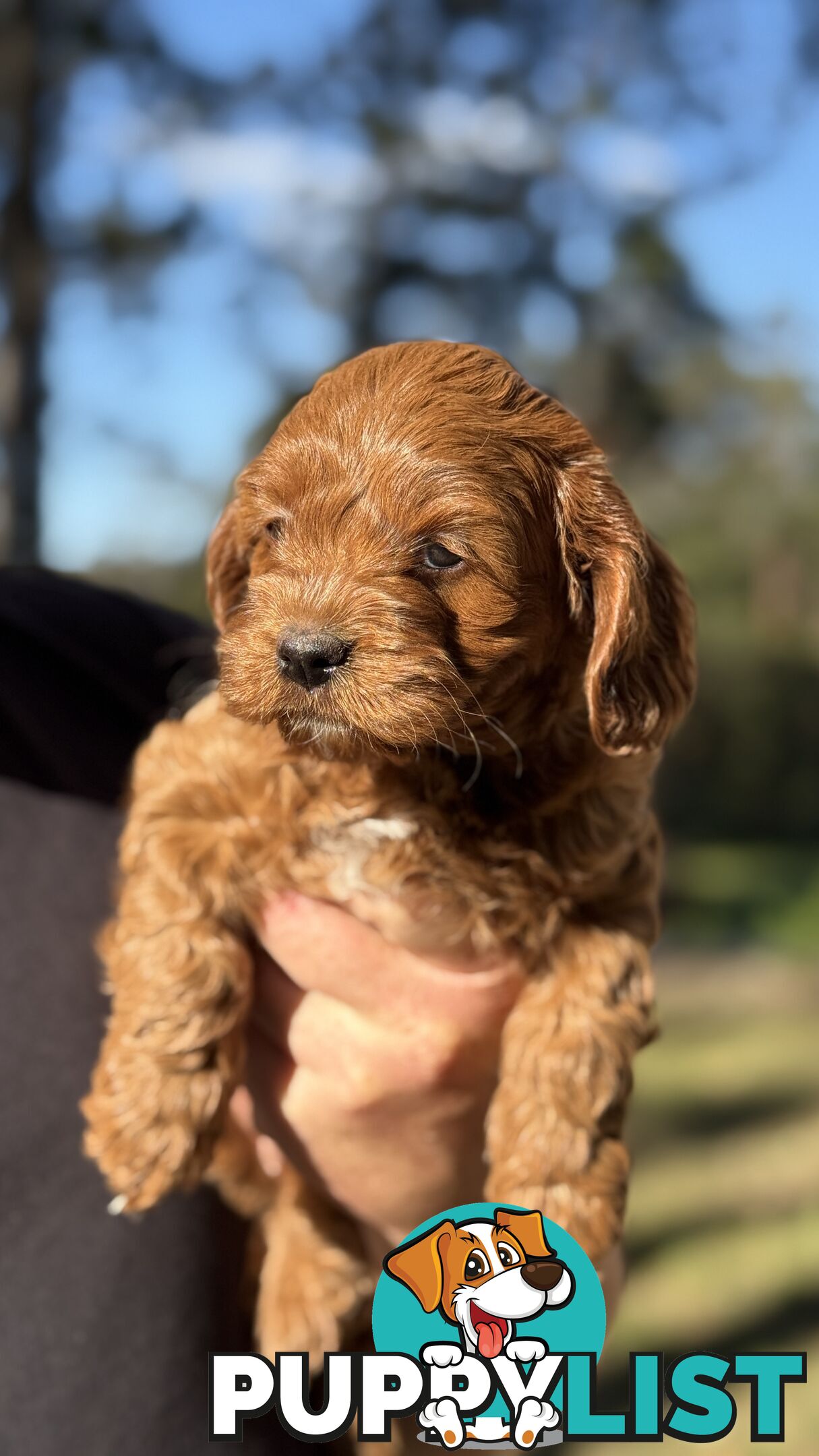2 Boys & 2 Girls Cavoodle Pups
