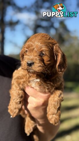 2 Boys & 2 Girls Cavoodle Pups