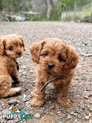 Cavoodle Pups