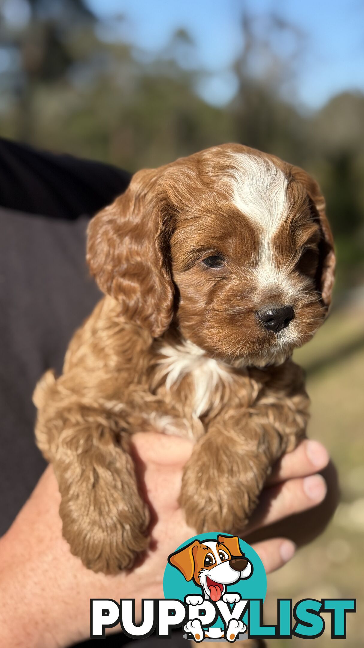 2 Boys & 2 Girls Cavoodle Pups