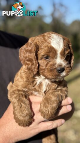 2 Boys & 2 Girls Cavoodle Pups