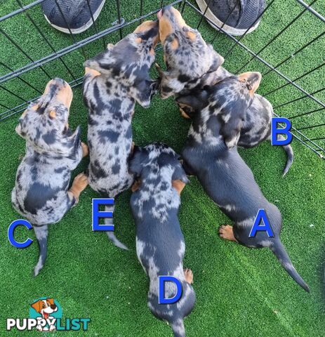 MINITURE DACHSHOUNDS FOR SALE