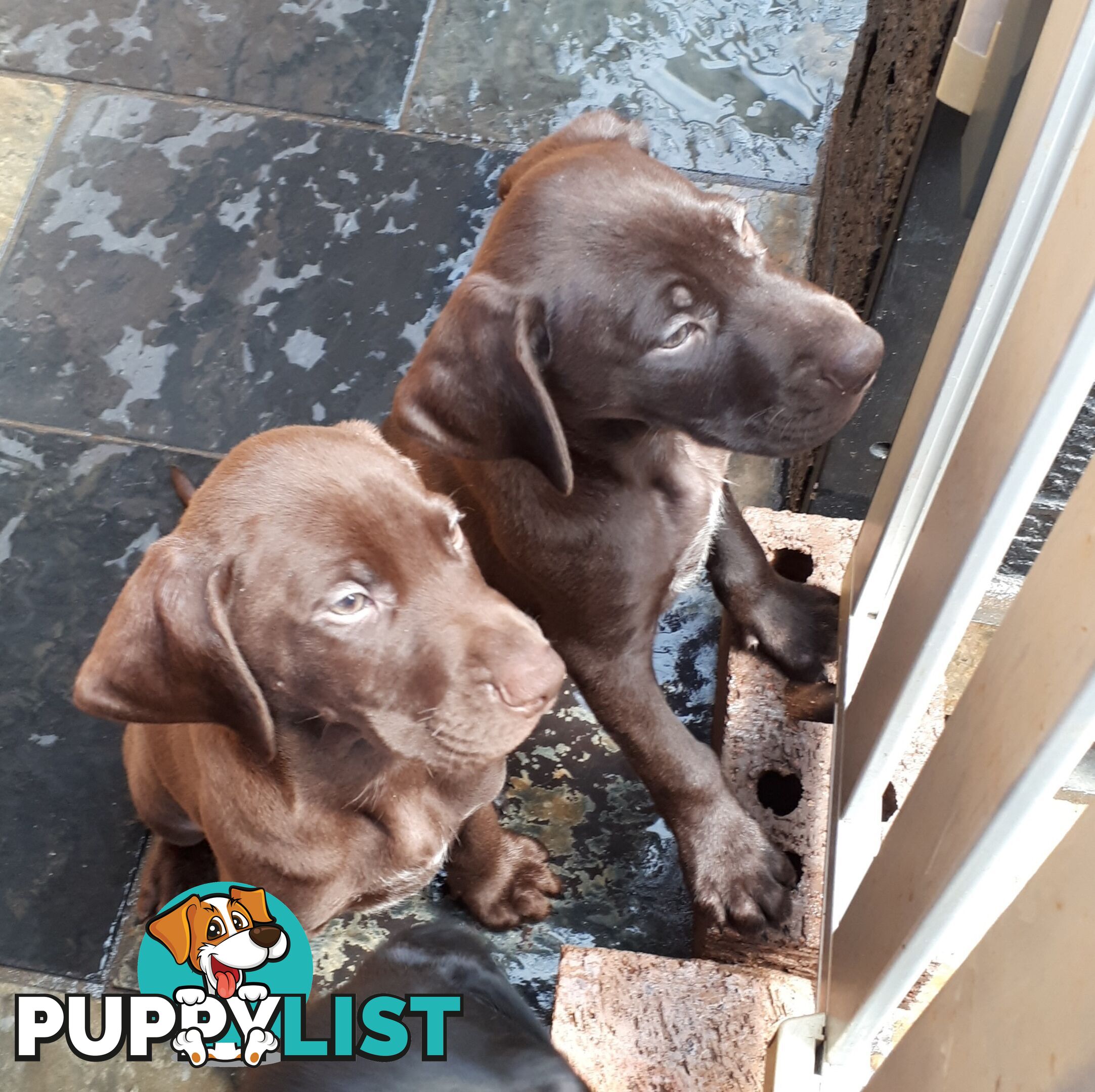 German Shorthair Pointer puppies