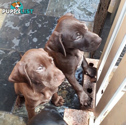 German Shorthair Pointer puppies