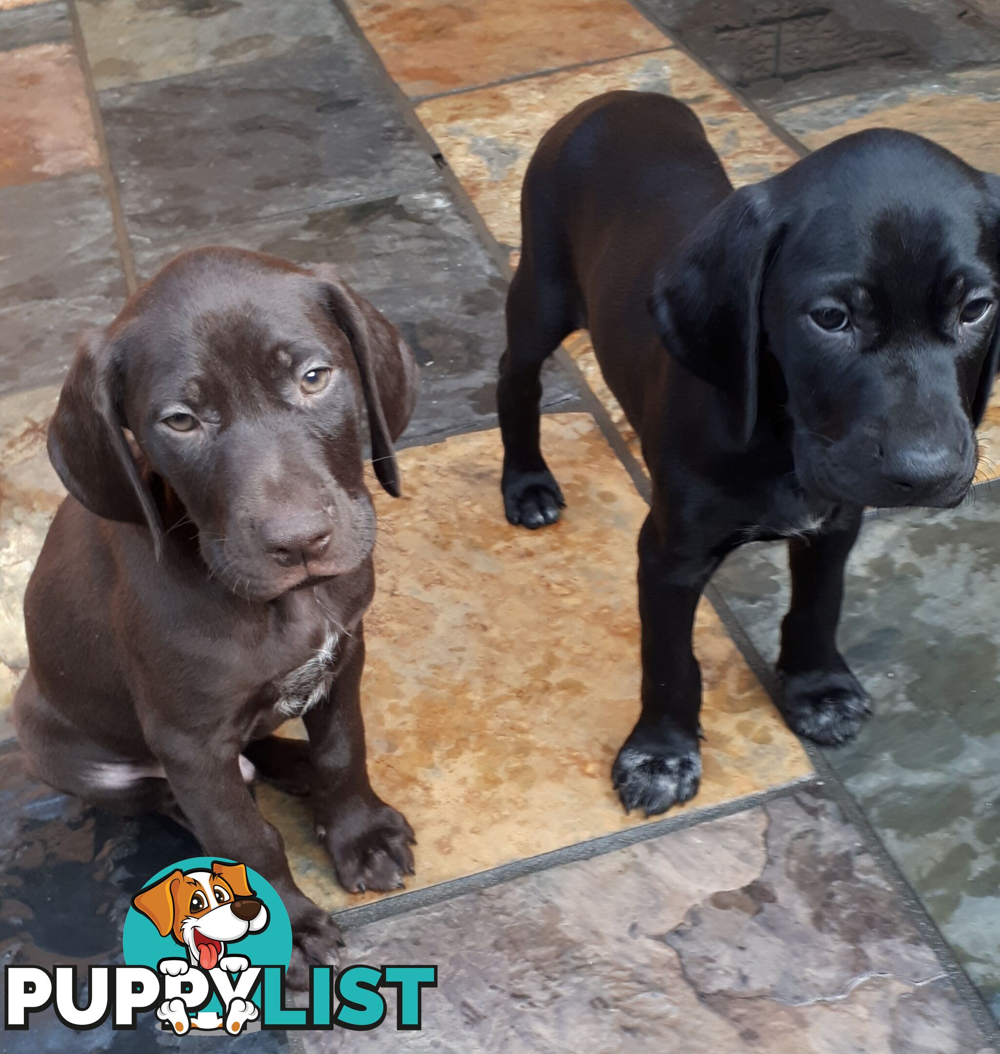 German Shorthair Pointer puppies