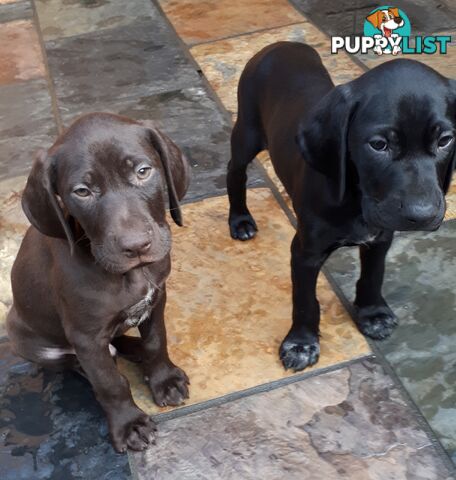 German Shorthair Pointer puppies