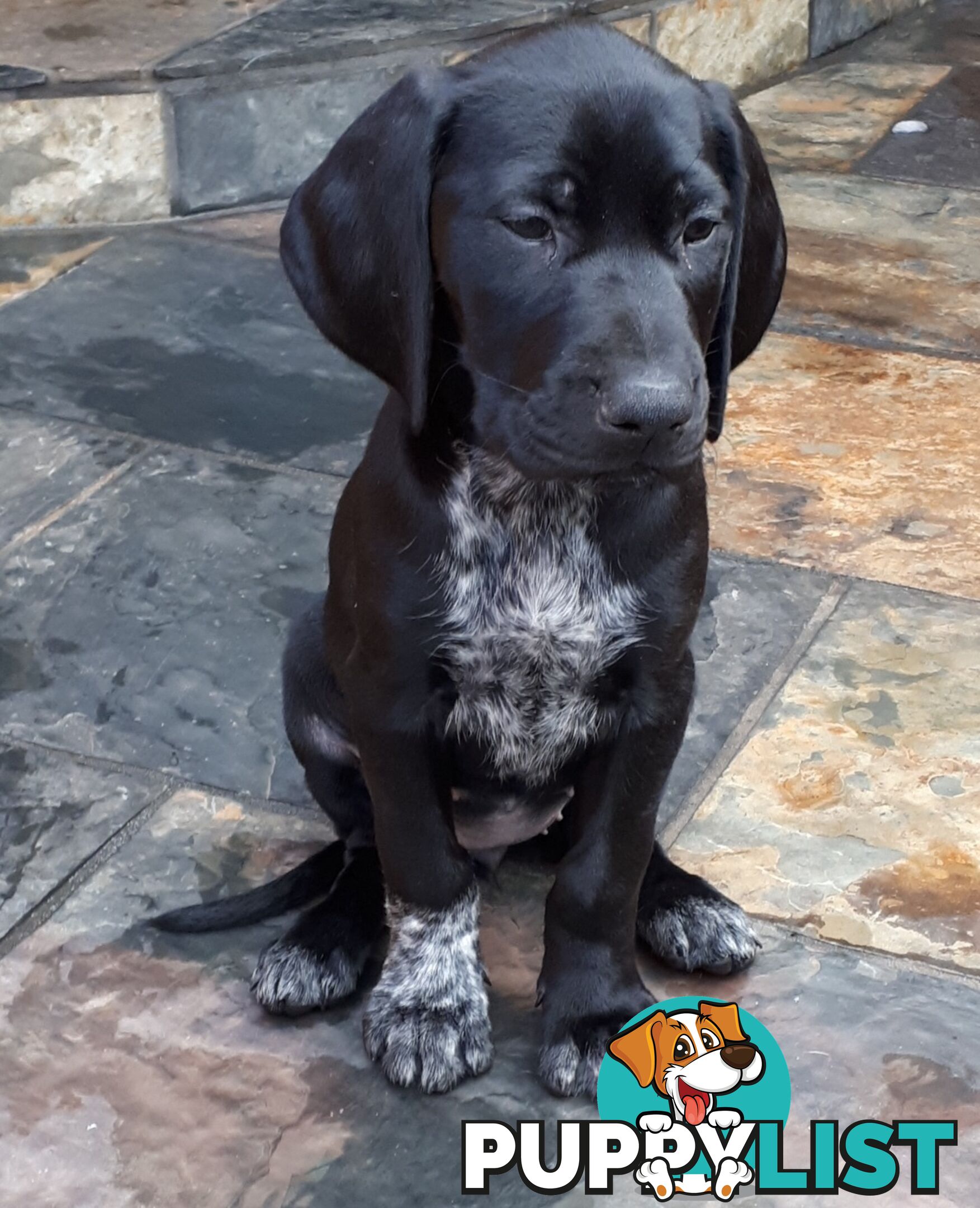 German Shorthair Pointer puppies