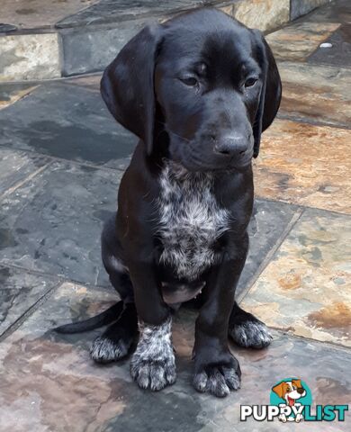 German Shorthair Pointer puppies