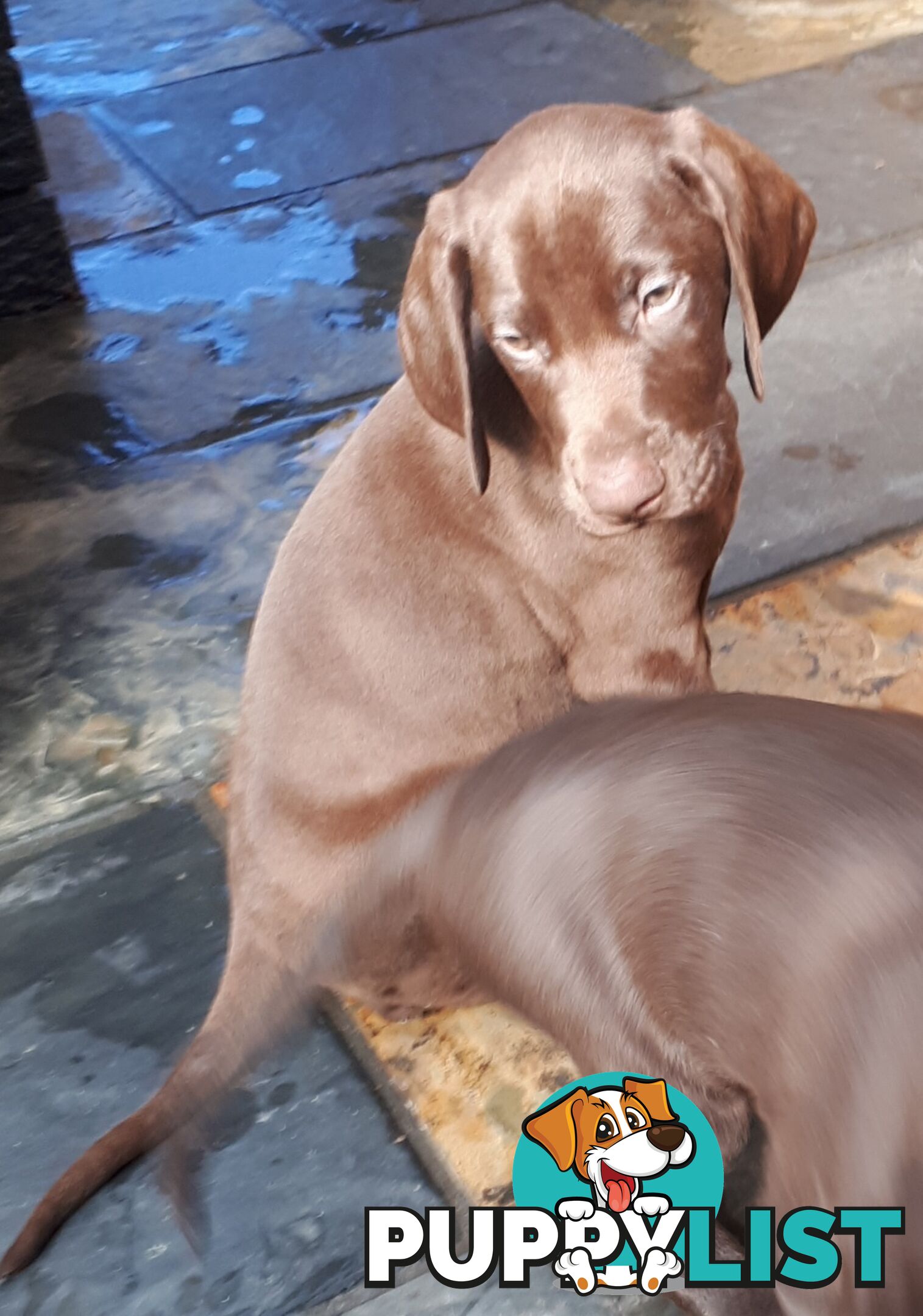 German Shorthair Pointer puppies