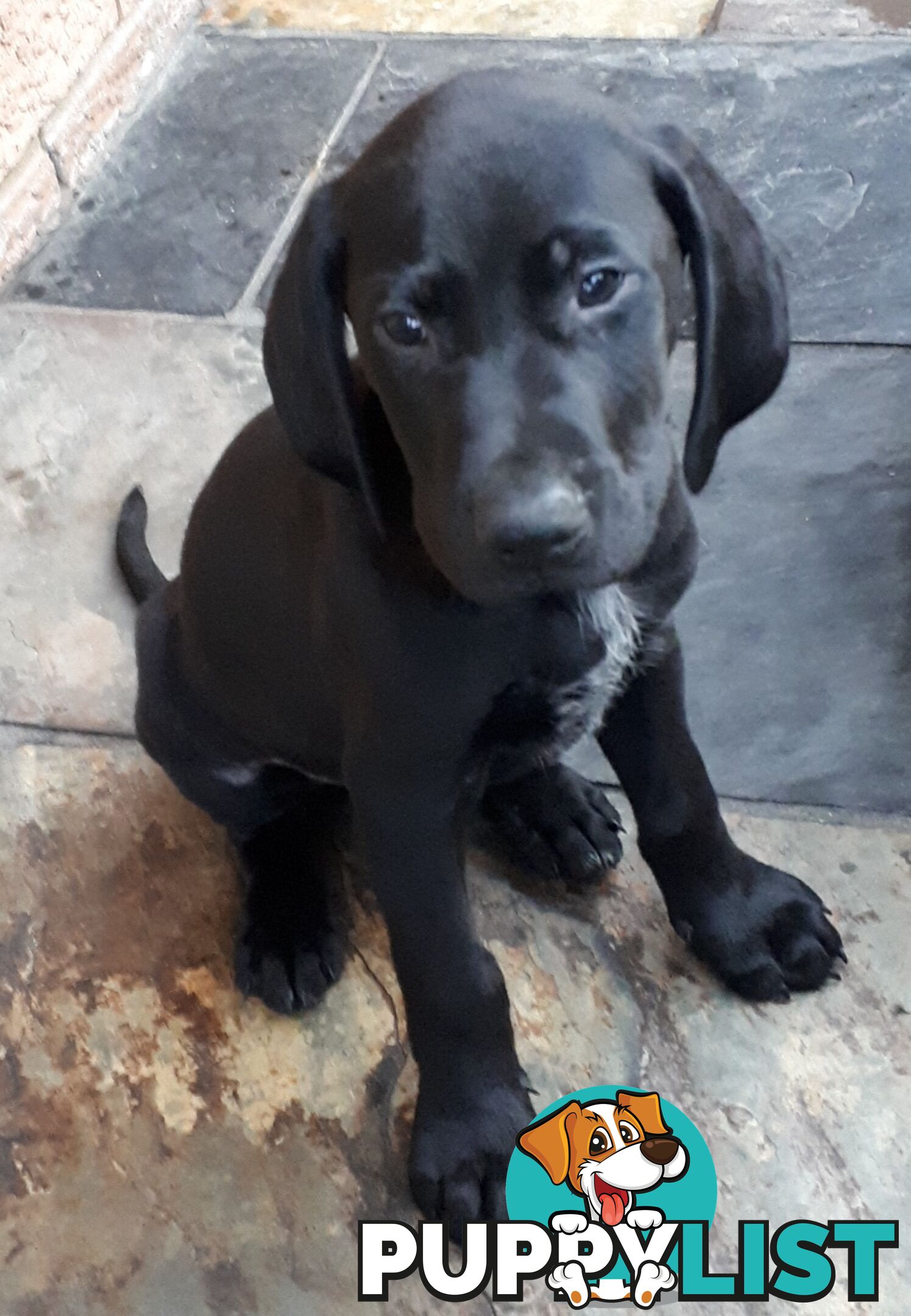 German Shorthair Pointer puppies