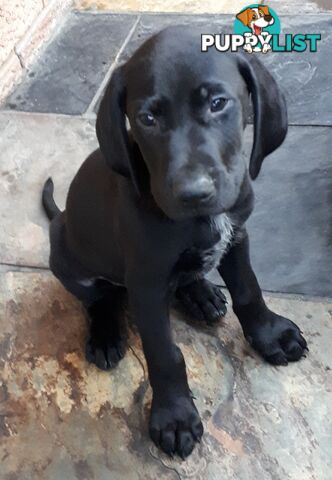 German Shorthair Pointer puppies