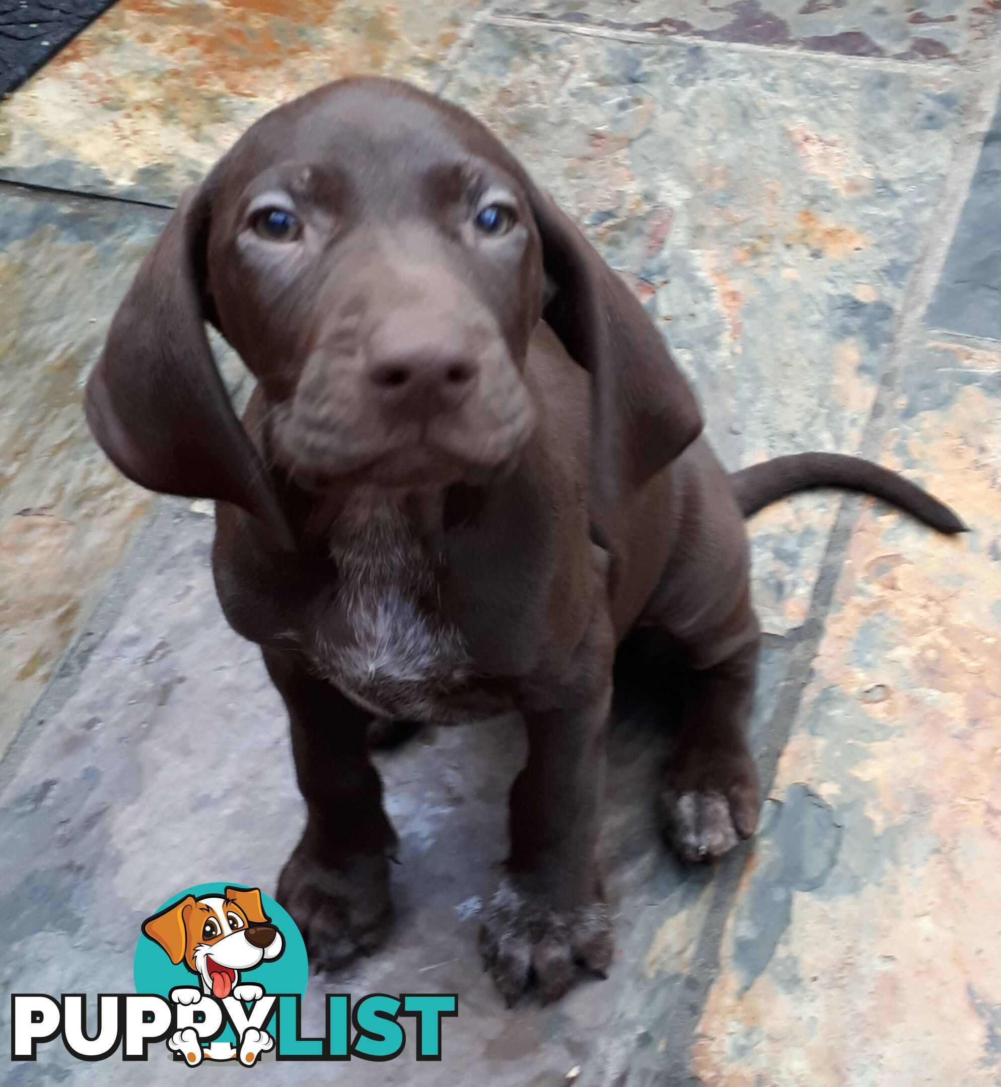 German Shorthair Pointer puppies