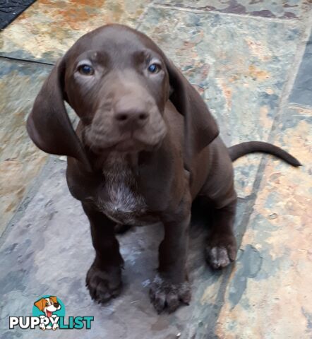 German Shorthair Pointer puppies