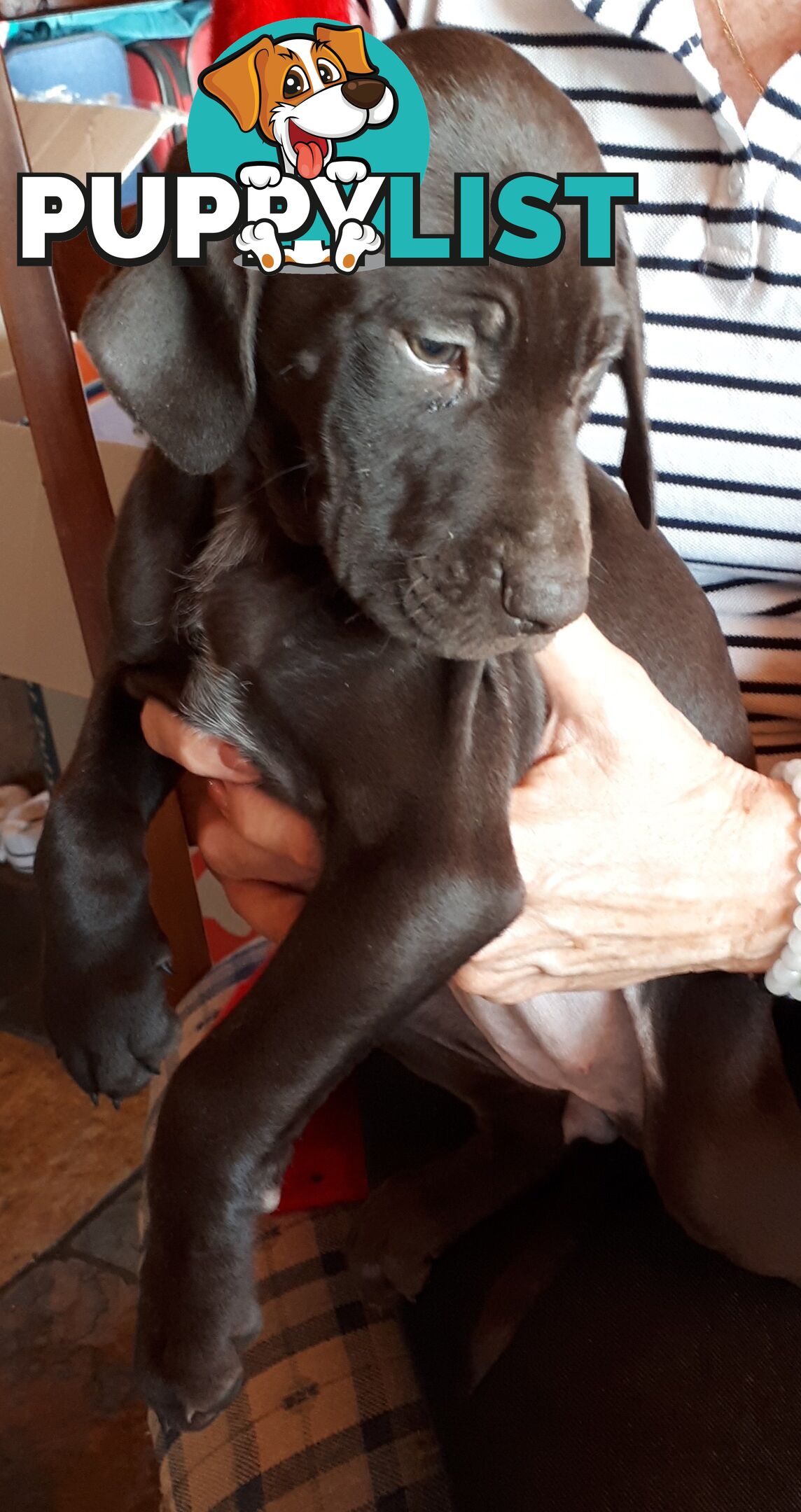 German Shorthair Pointer puppies