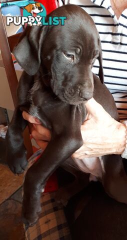 German Shorthair Pointer puppies