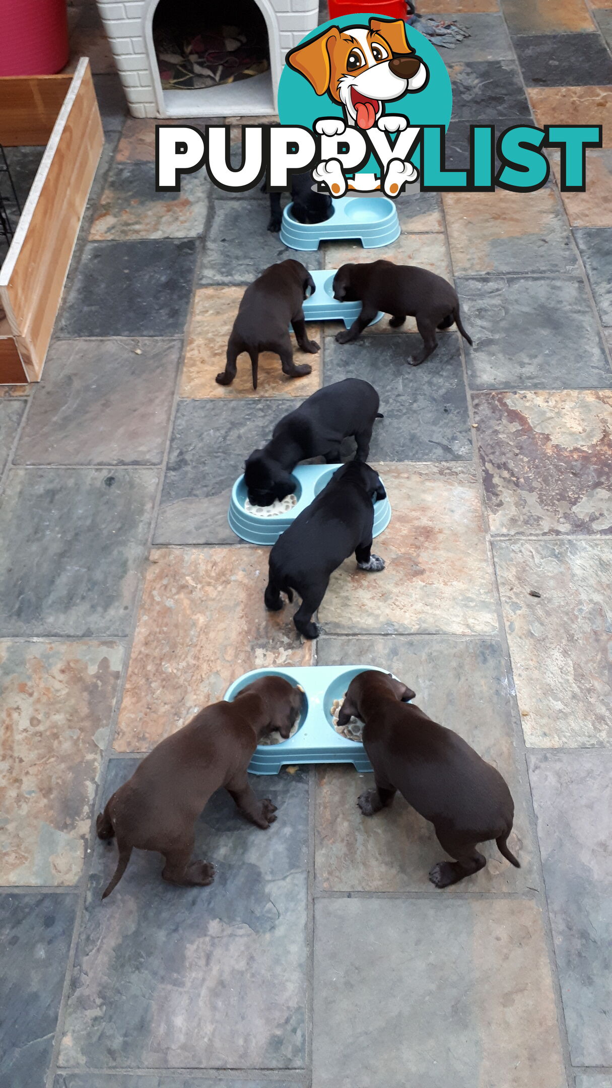 German Shorthair Pointer puppies