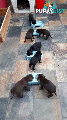 German Shorthair Pointer puppies