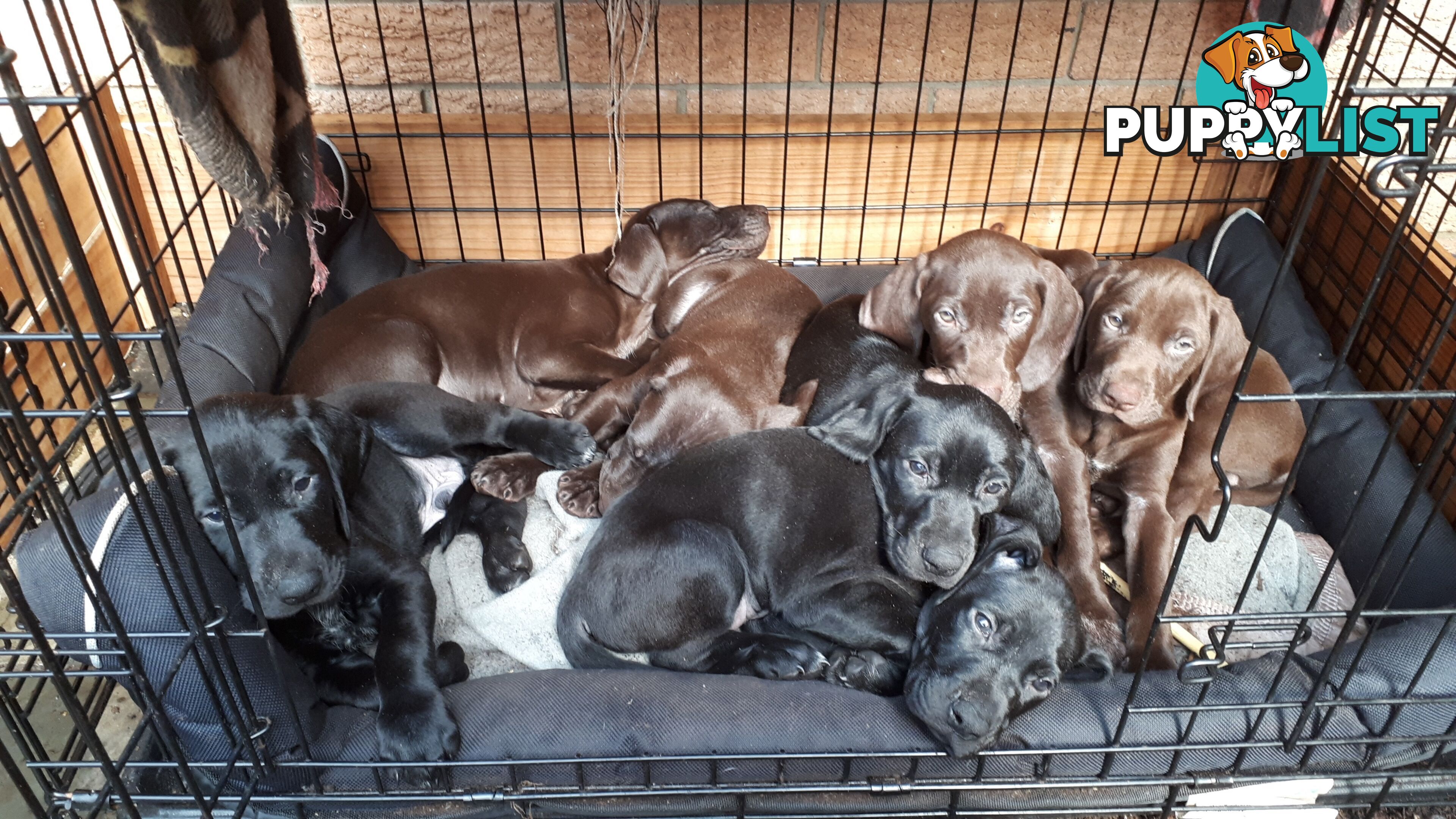 German Shorthair Pointer puppies