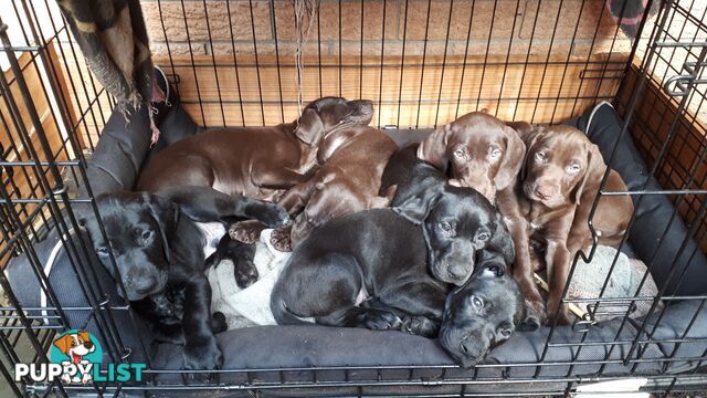 German Shorthair Pointer puppies