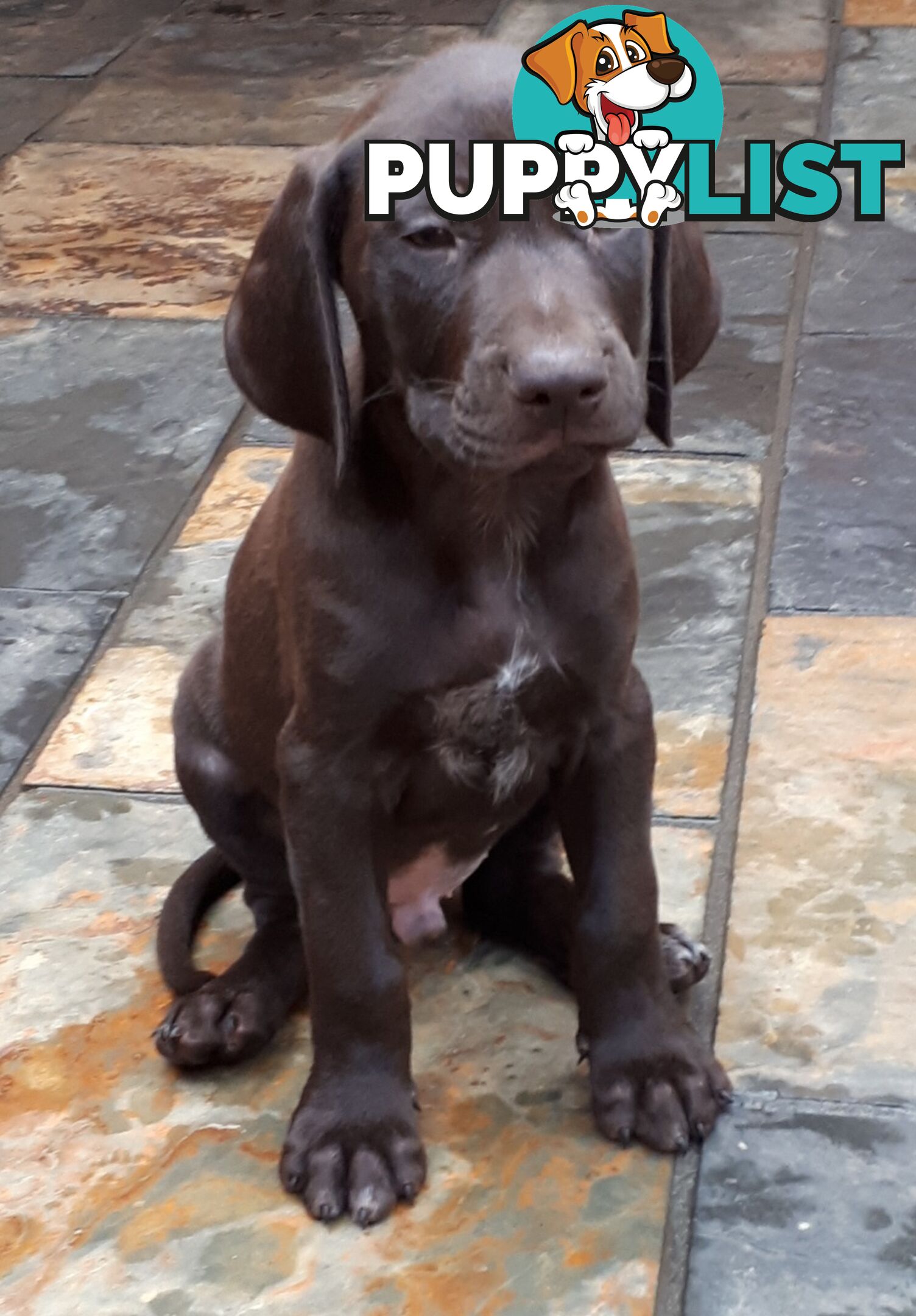 German Shorthair Pointer puppies