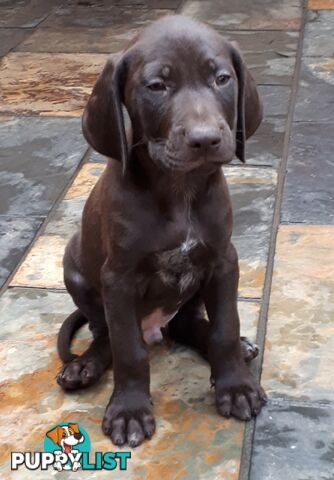 German Shorthair Pointer puppies