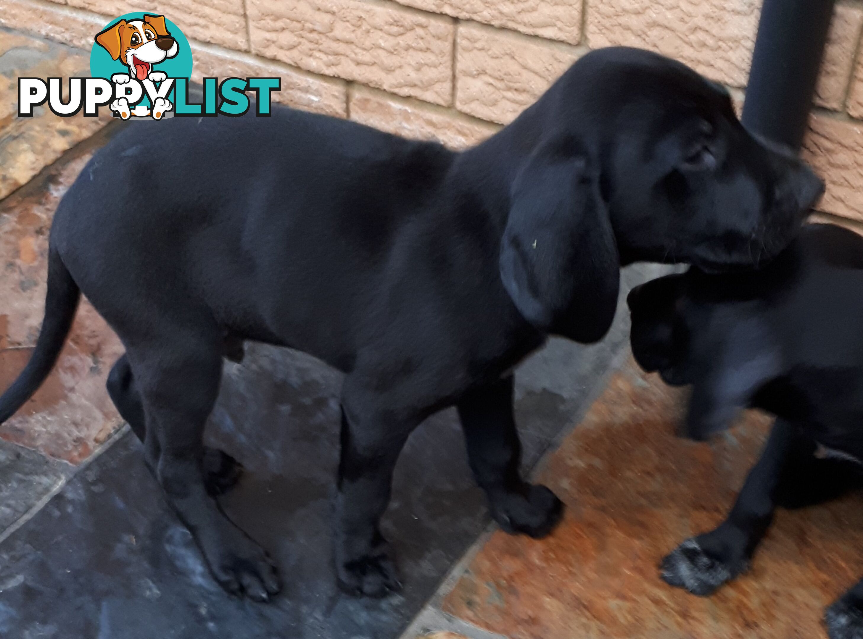 German Shorthair Pointer puppies