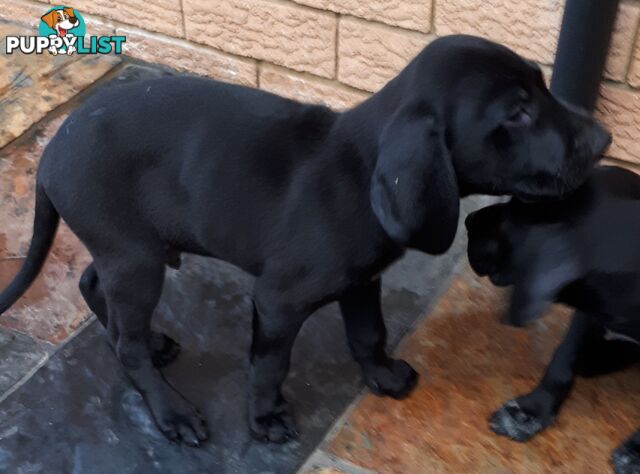 German Shorthair Pointer puppies