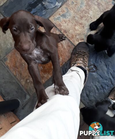 German Shorthair Pointer puppies