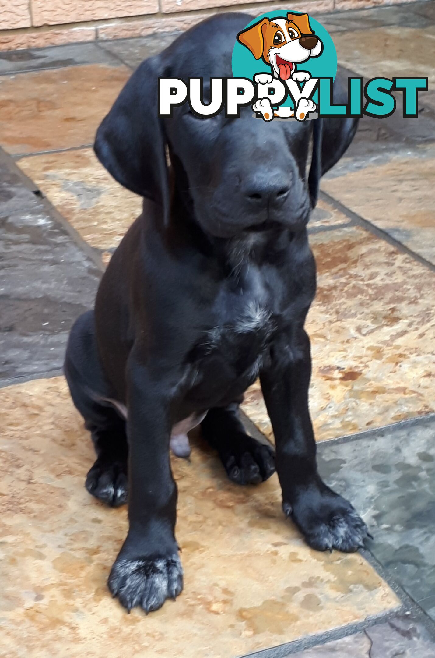 German Shorthair Pointer puppies