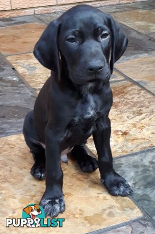 German Shorthair Pointer puppies