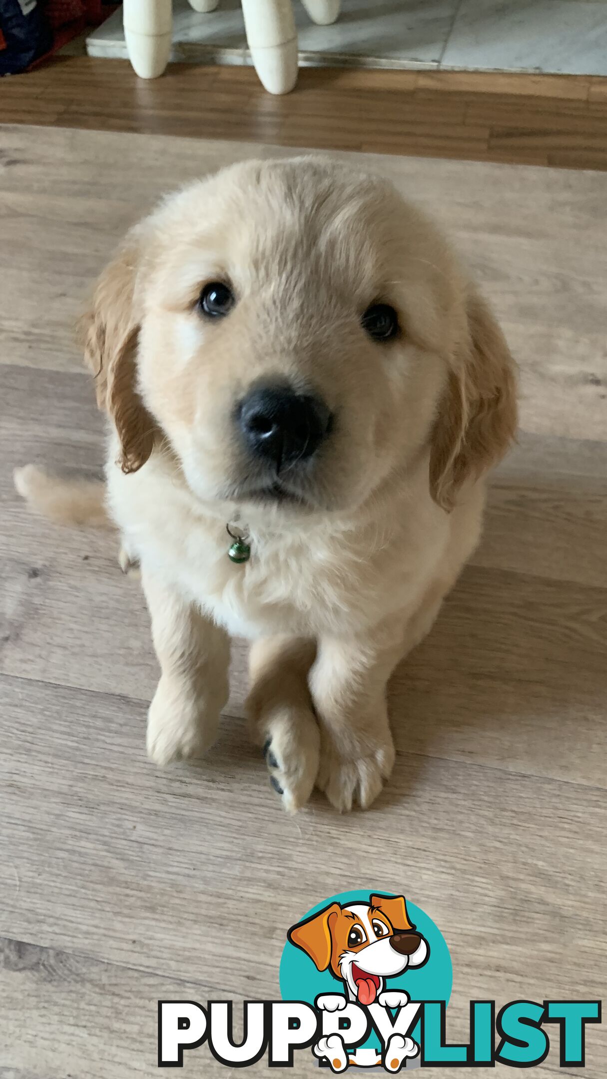 Most adorable purebred Golden retriever puppies available for new home soon