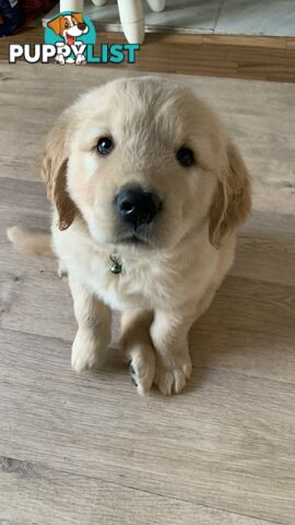 Most adorable purebred Golden retriever puppies available for new home soon
