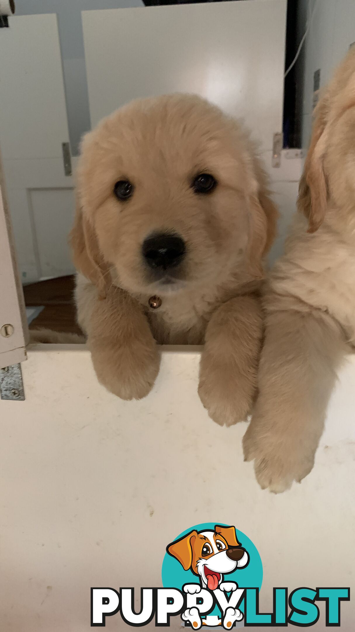 Most adorable purebred Golden retriever puppies available for new home soon