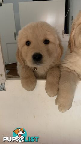 Most adorable purebred Golden retriever puppies available for new home soon